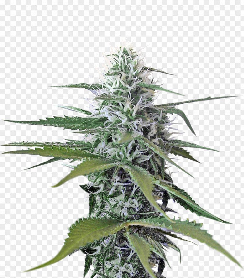 Cannabis PNG