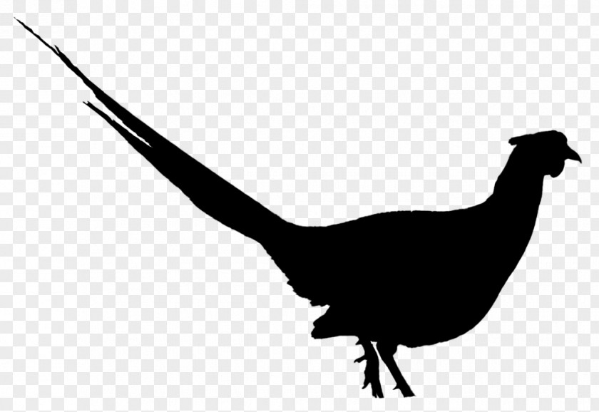 Chicken Bird Beak Fauna Clip Art PNG