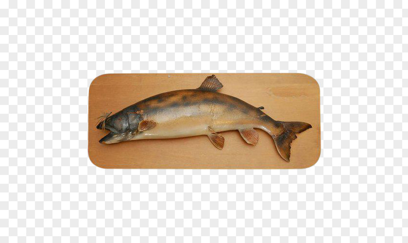 Fishing Salmon Trout PNG