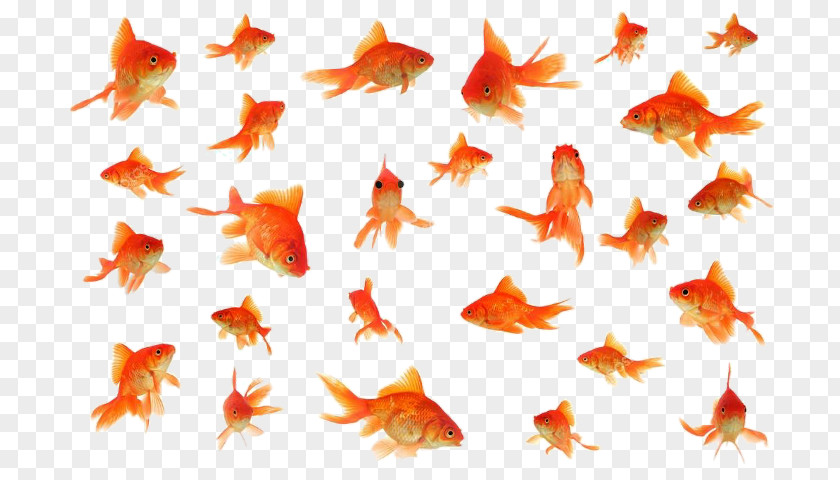 Goldfish Fantail Stock Photography Royalty-free PNG
