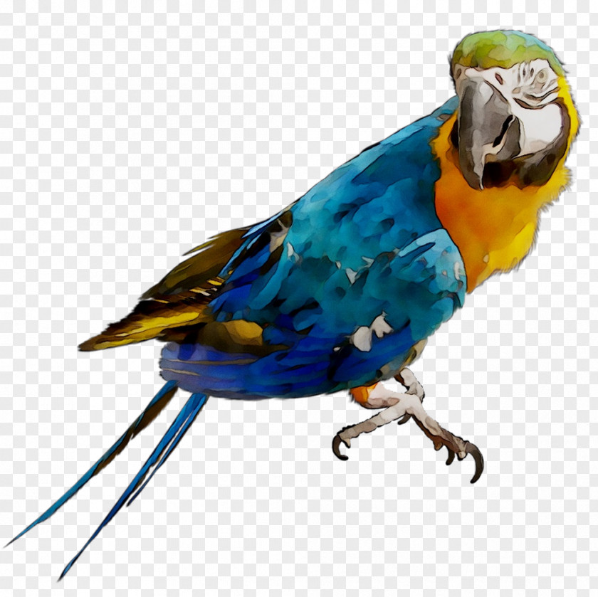 Macaw Parakeet Feather Beak Pet PNG