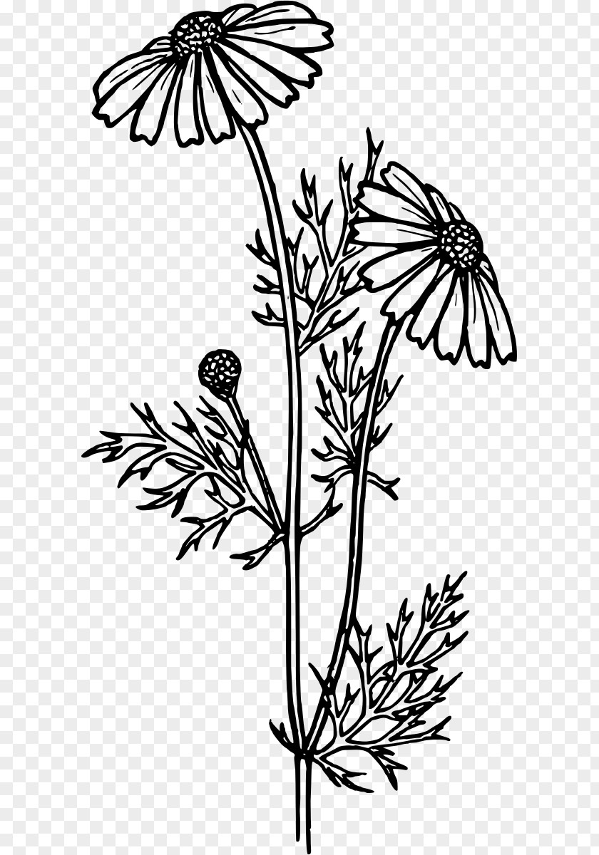 Flower Coloring Book Common Daisy Gerbera Jamesonii Child PNG