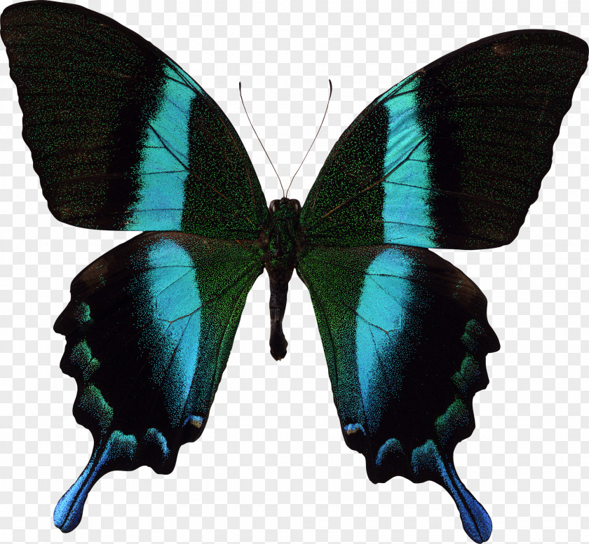 Insect Swallowtail Butterfly Papilio Blumei Ulysses PNG