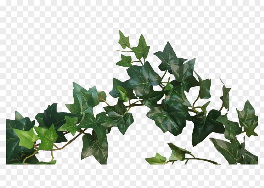 Leaf Branching PNG