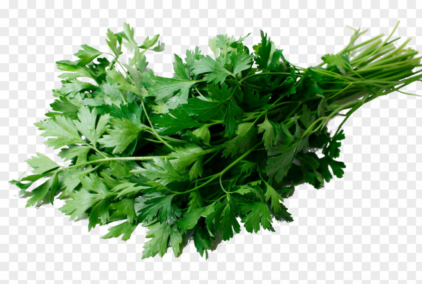 Persil Coriander Stuffing Flat-leaved Parsley Herb PNG