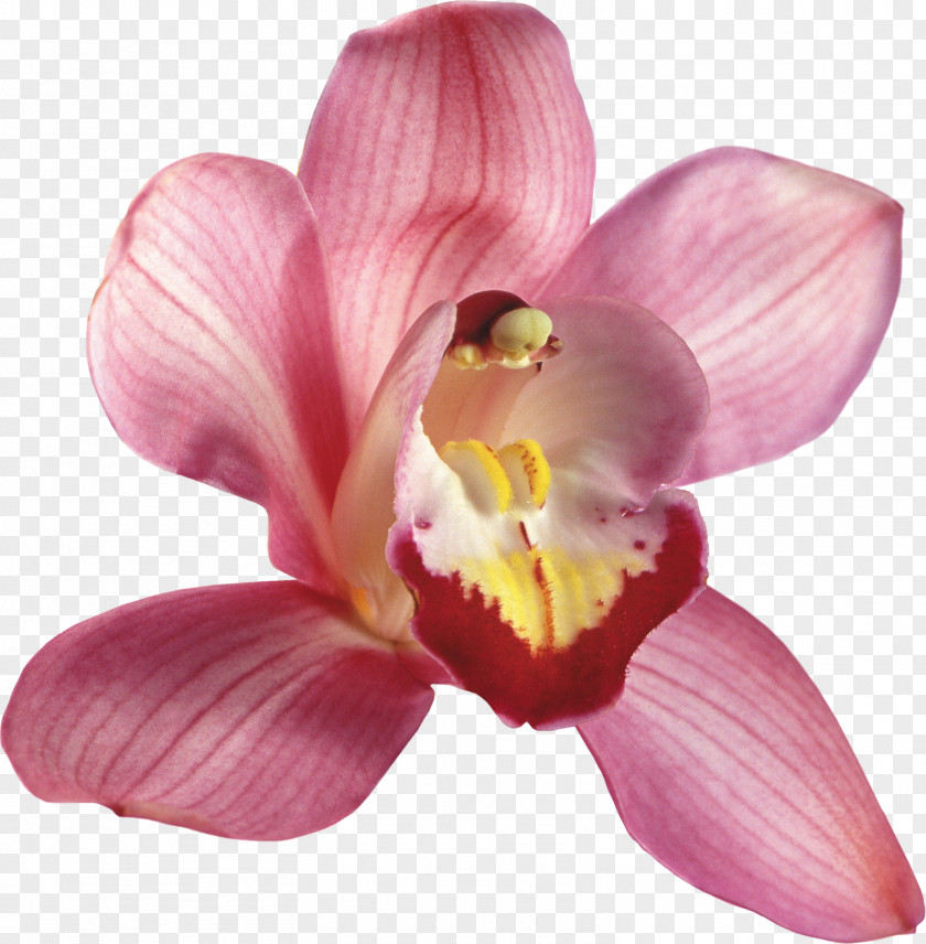 Euclidean Flower Orchids Clip Art PNG
