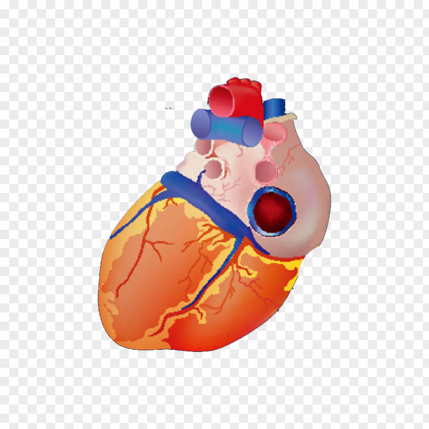 Heart Model Euclidean Vector Anatomy Illustration PNG