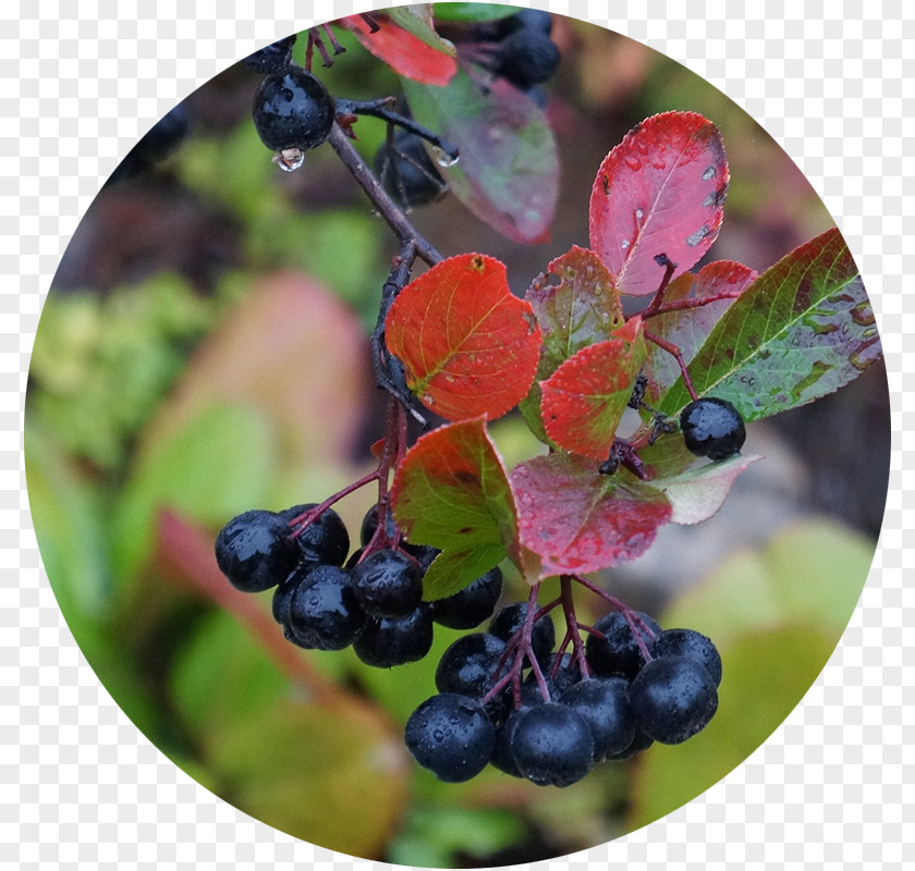 Juice Aronia Melanocarpa Shrub Berry Plant PNG