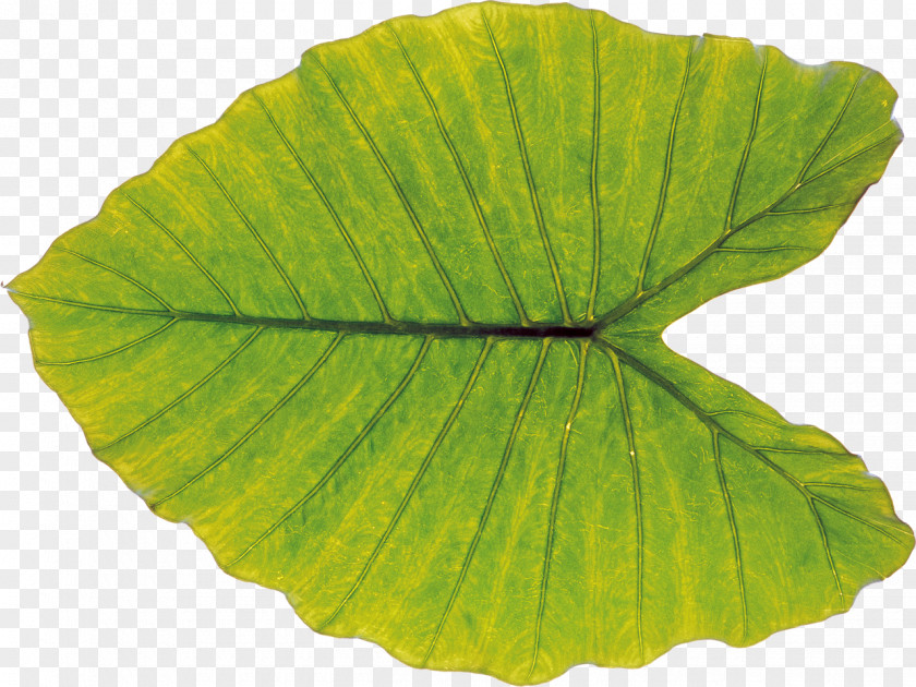 Leaves Leaf Stock Photography Plant PNG