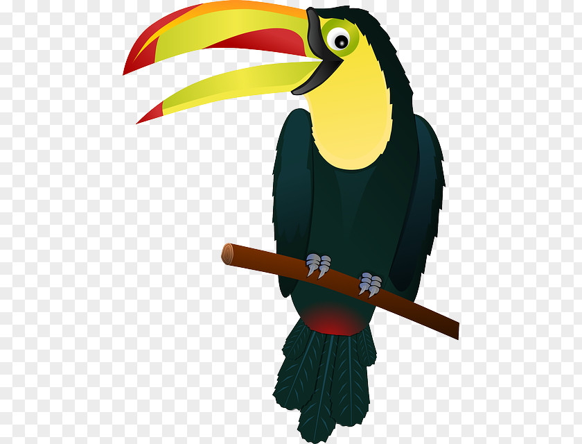 Tropical Birds Bird Toco Toucan Clip Art PNG