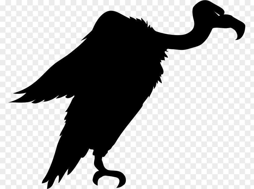 Bird Turkey Vulture Silhouette Clip Art PNG