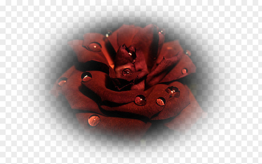 Creative Floral Decoration Garden Roses Flower Blog Woman PNG