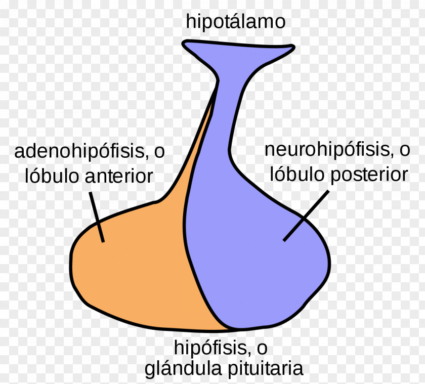 Gland Posterior Pituitary Anterior Hormone PNG