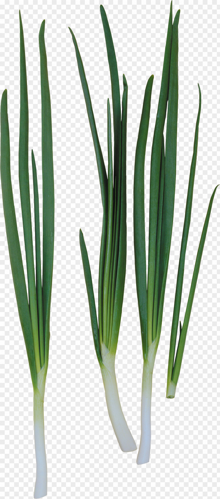 Onion Allium Fistulosum Ring Garlic PNG