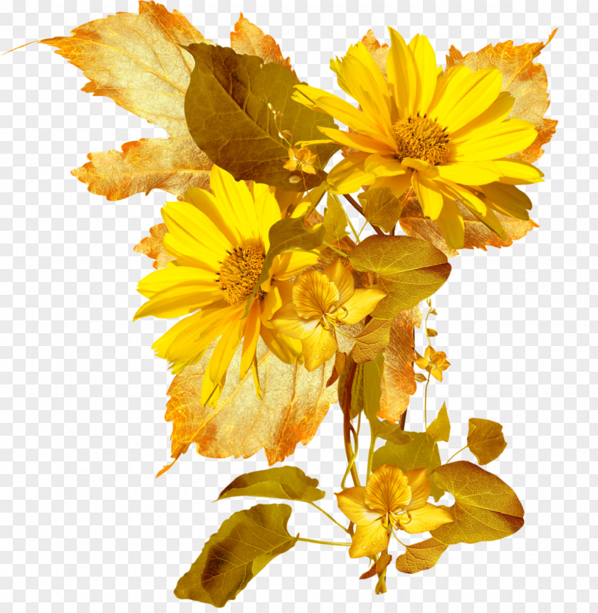 Autumn Cut Flowers Petal Flower Bouquet Wildflower PNG