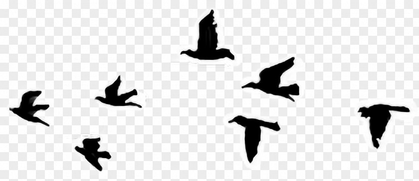 Bird Tattoo Sky Cabs Clip Art Drawing PNG