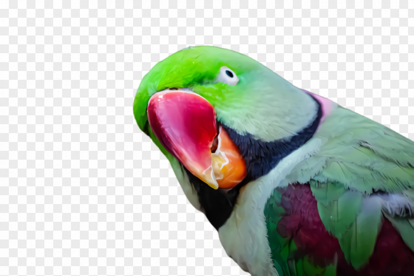 Feather Wing Lovebird PNG