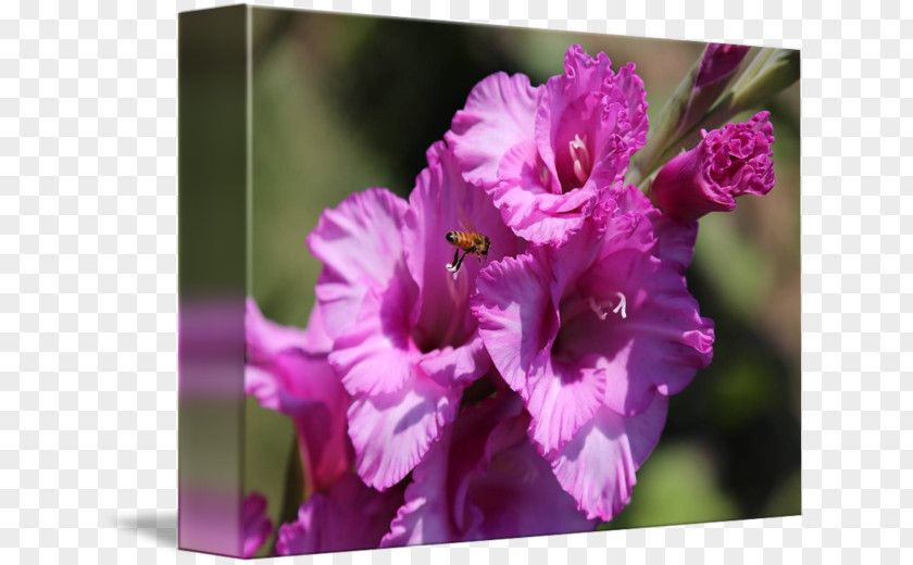 Gladiolus Four O'clocks Mallows Marvel-of-peru Violet PNG