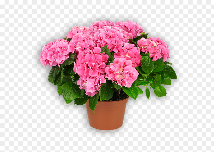 Hort Hydrangea Garden Roses Flowerpot Pink PNG