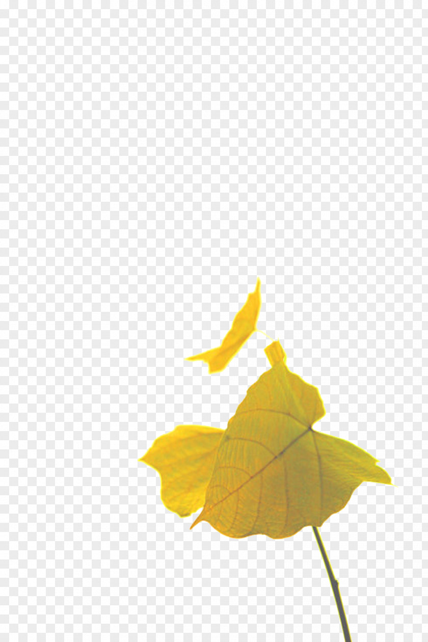 The Sun Was Shining On Leaves Leaf Euclidean Vector PNG