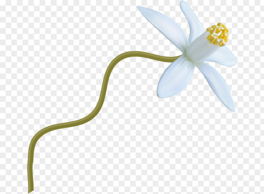 White Flower Yopriceville Cut Flowers Plant Stem Flowering Plants PNG