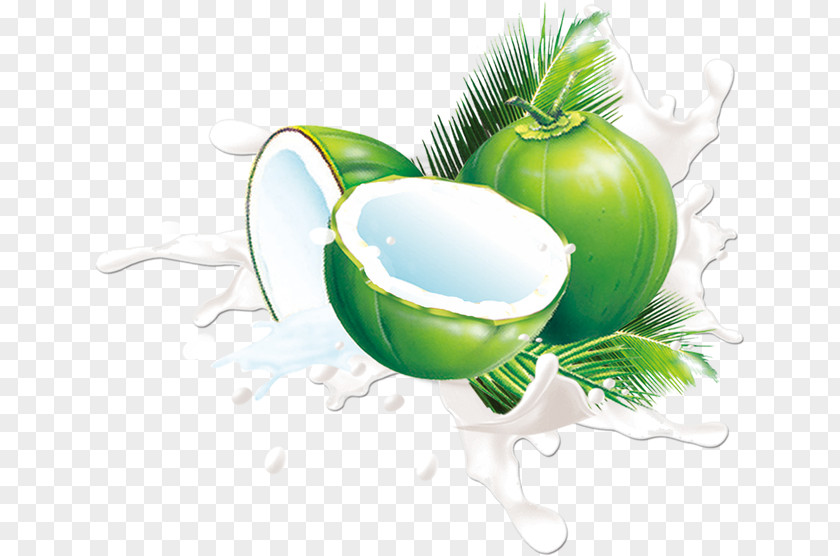 Coconut Material Juice Milk Fruit PNG