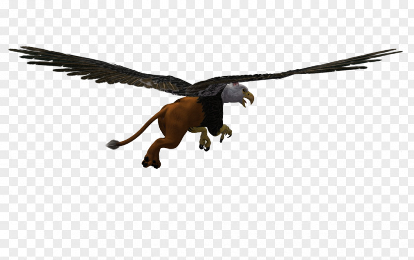 Eagle Vulture Velociraptor Beak Feather PNG
