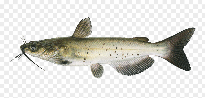 Fish Channel Catfish Freshwater Fishes Of Nebraska: A Guide To Game Cod PNG
