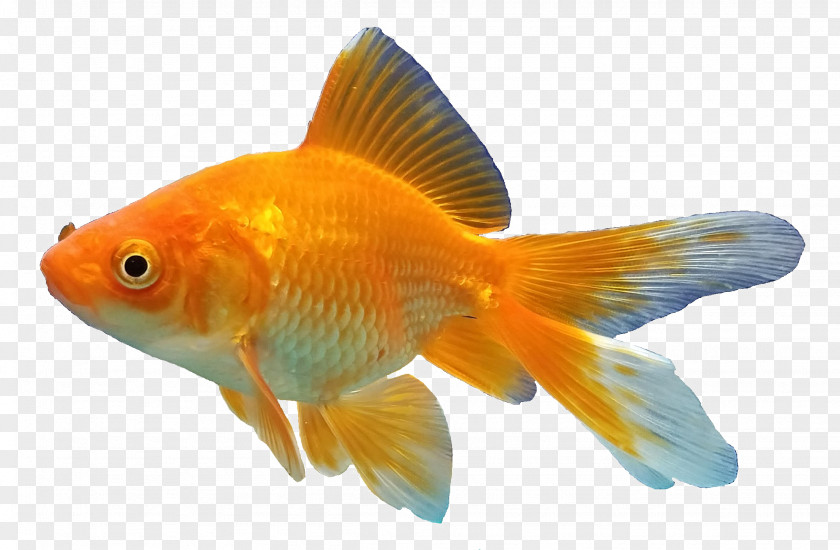 Fish Goldfishes Feeder Aquarium PNG