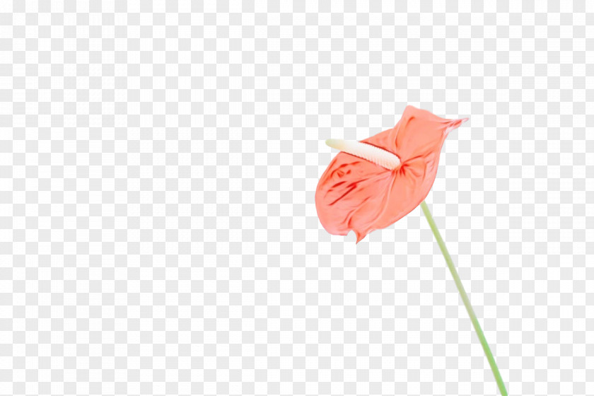 Flower Plant Stem Petal The Poppy Family Plants PNG