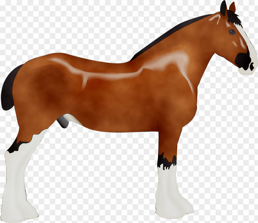 Mustang Mare Stallion Rein Pony PNG