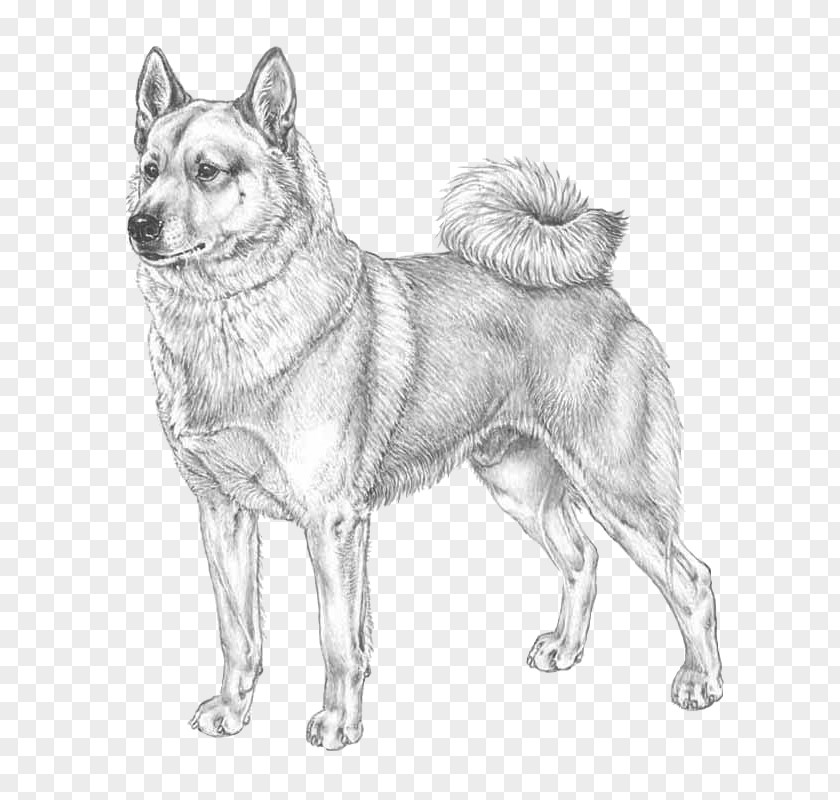 Norwegian Elkhound Buhund Siberian Husky West Laika East PNG