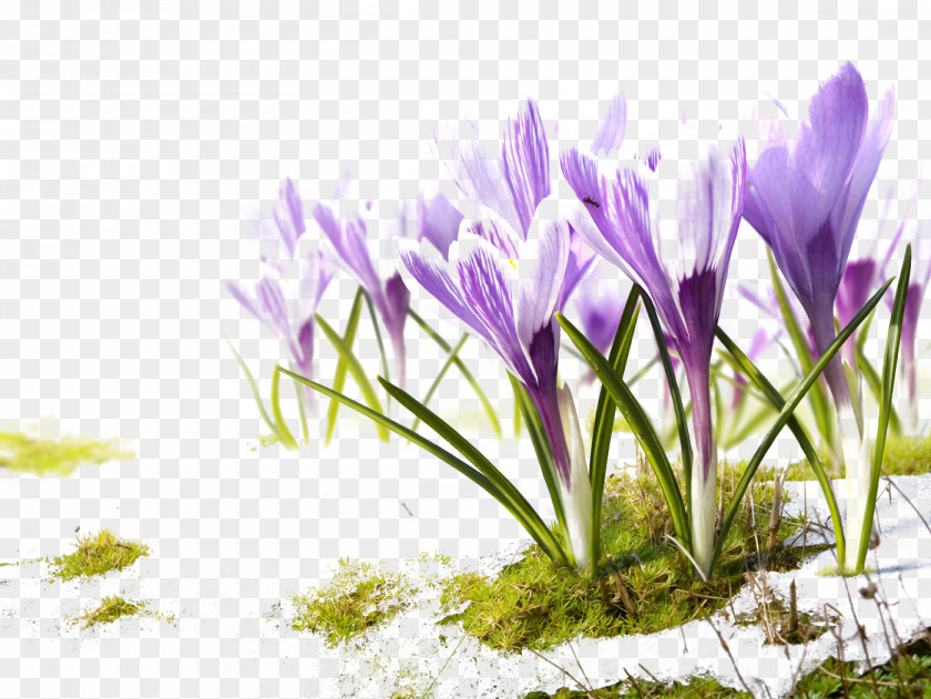 Purple Flowers Floral Background Bible Healing Faith Child John 14 PNG