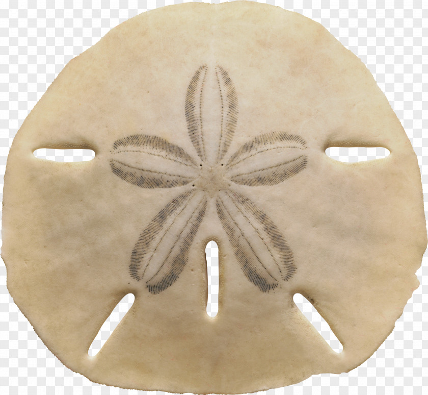 Seashell Sand Dollar Sea Urchin Echinarachnius Parma PNG