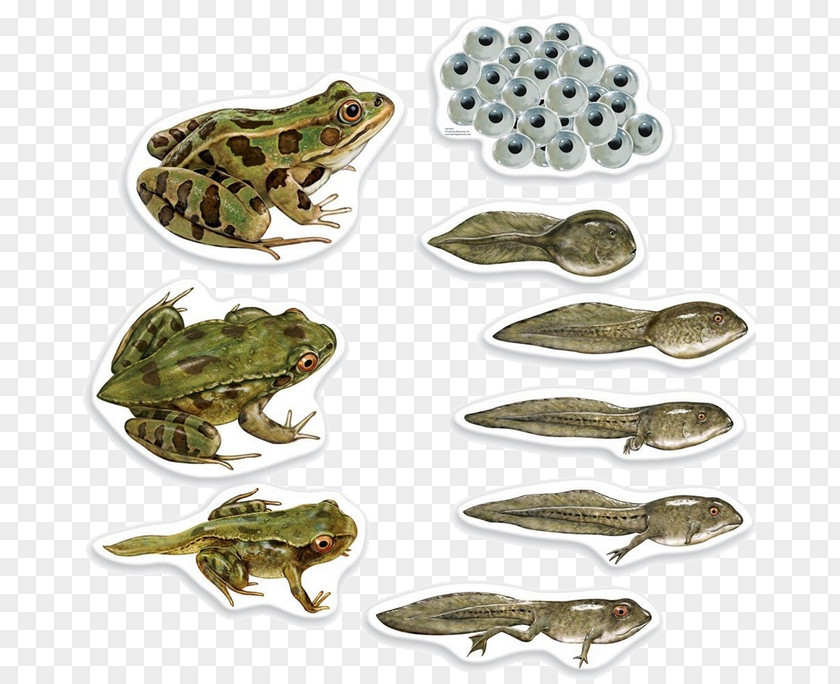 Tadpole Frog Butterfly Biological Life Cycle Biology Amphibian PNG