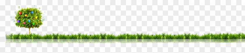 Tree Grasses Energy Green PNG
