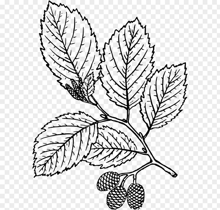 Tree Leaf Red Alder Coloring Book PNG