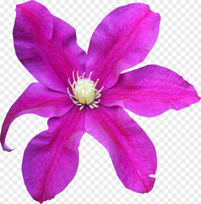 Tulip Pink Flower Magenta Violet Lilac PNG