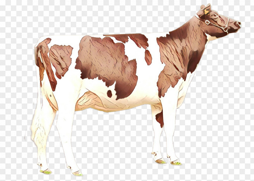 Wildlife Livestock Animal Figure Dairy Cow Bovine Terrestrial Calf PNG