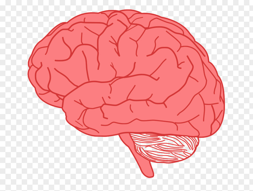 Active Brain Cliparts Human Clip Art PNG