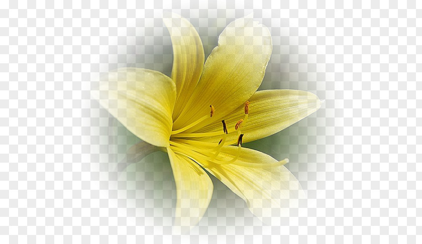 Flower Yellow Red White PNG