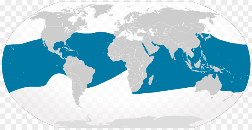 Manta Ray World Map Stock Photography Globe PNG