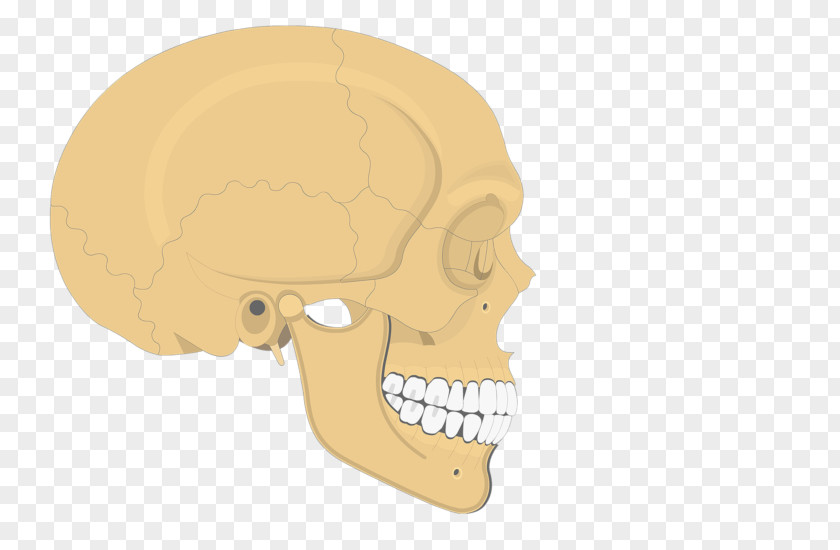 Skull Human Skeleton Axial Anatomy Zygomatic Bone PNG