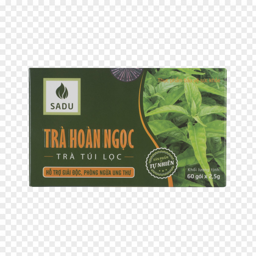 Tea Herbal Disease Therapy PNG