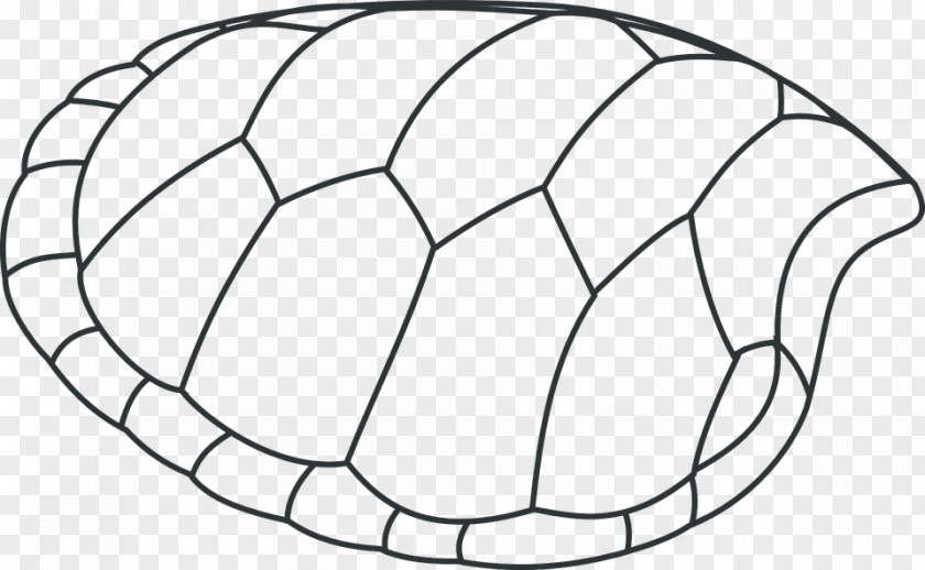 Turtle Shell Sea Coloring Book Seashell PNG