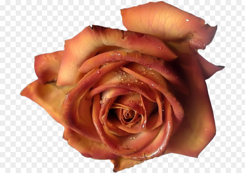 Blue Rose Flower PNG rose , clipart PNG