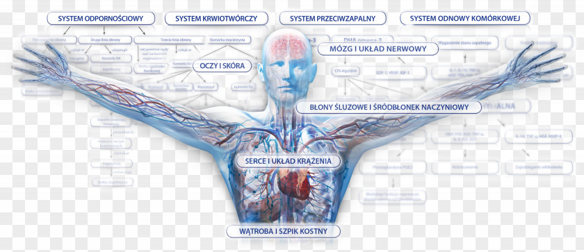 Grafika Muscle Anatomy Human Body Physiology Muscular System PNG