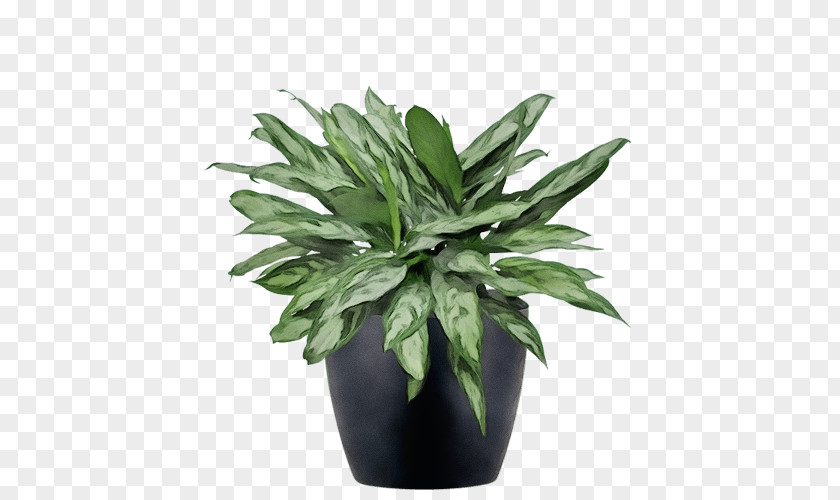 Leaf Flowerpot Houseplant Herb Evergreen PNG