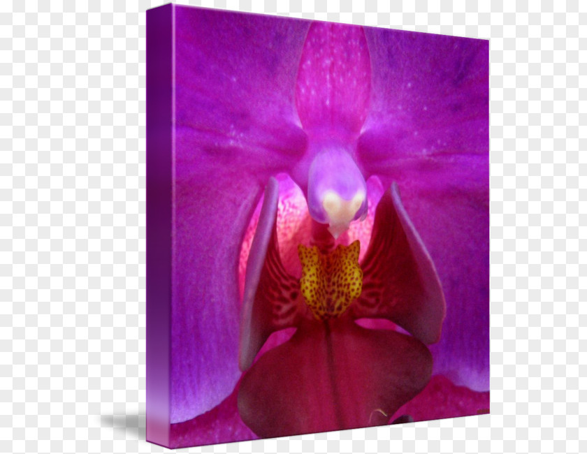 Moth Orchids Family Violet PNG