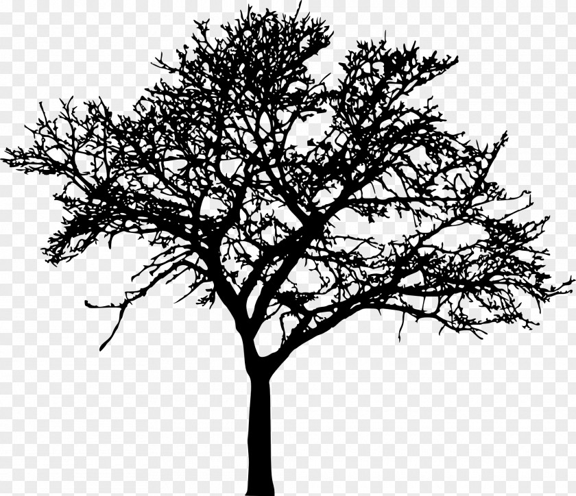 Tree Vector Silhouette Drawing Branch Clip Art PNG